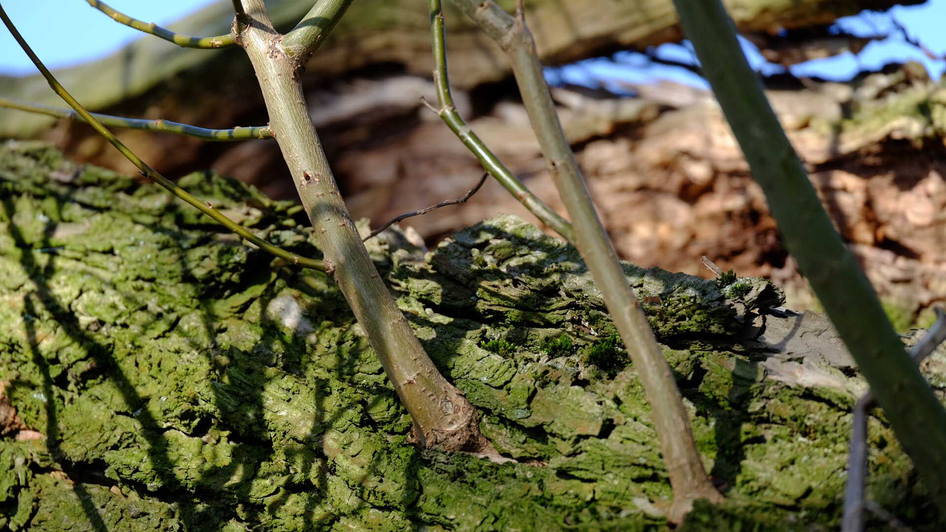 Mit einem Klick zur Website von Tischlermeister Bernd Fühne aus Steinhagen